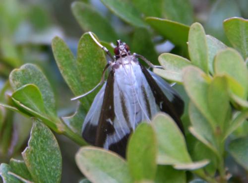 Cydalima perspectalis